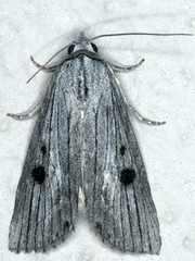 Calathusa ischnodes