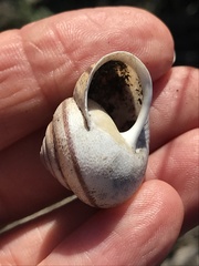 Helminthoglypta stiversiana