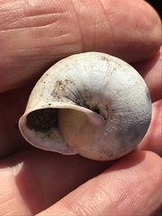 Helminthoglypta stiversiana