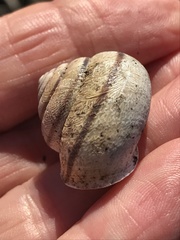 Helminthoglypta stiversiana