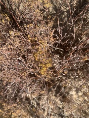 Eriogonum microtheca ambiguum