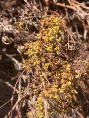 Eriogonum microtheca ambiguum