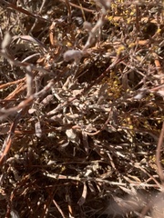 Eriogonum microtheca ambiguum