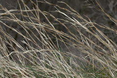 Cleistogenes serotina