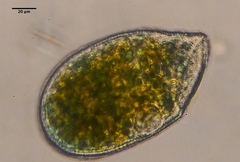 Bryometopida