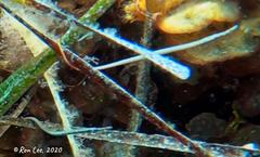 Stigmatopora narinosa