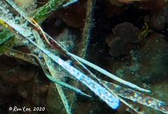 Stigmatopora narinosa