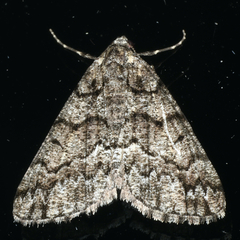 Lipogya exprimataria