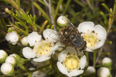 Calliphora albifrontalis