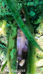 Vincentia conspersa
