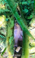 Vincentia conspersa
