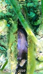 Vincentia conspersa