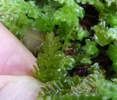 Wettsteinia