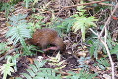 Gallirallus australis scotti