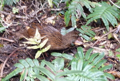 Gallirallus australis scotti