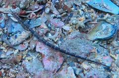 Vanacampus poecilolaemus