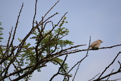 Bradornis microrhynchus