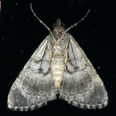 Lipogya exprimataria