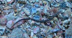 Vanacampus poecilolaemus