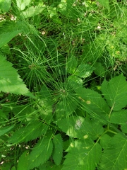Equisetum pratense image