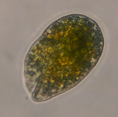 Bryometopida