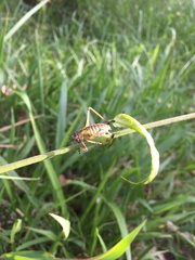 Ozphyllum naskreckii