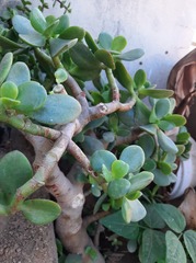 Portulacaria afra