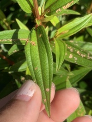 Melastoma malabathricum mariannum