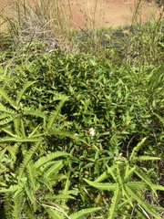 Melastoma malabathricum mariannum