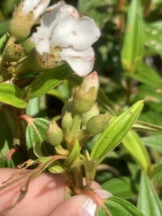 Melastoma malabathricum mariannum