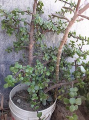 Portulacaria afra