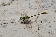 Austrogomphus australis