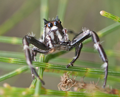 Sandalodes bipenicillatus