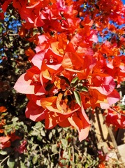 Bougainvillea