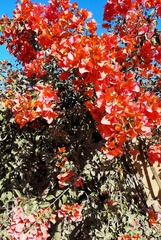 Bougainvillea