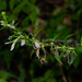 Lobelia davidii - Photo (c) 曾云保, some rights reserved (CC BY-NC), uploaded by 曾云保