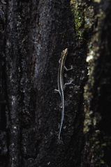 Cryptoblepharus pulcher pulcher