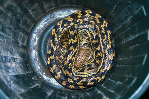 Australian Scrub Python sighting