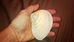 Eucrassatella donacina