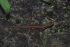Saproscincus basiliscus