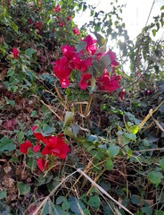 Bougainvillea
