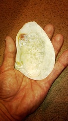 Eucrassatella donacina