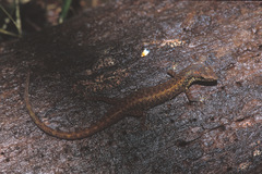 Saproscincus czechurai