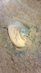 Eucrassatella donacina