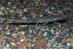 Strophurus ciliaris aberrans