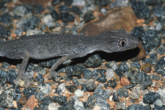 Strophurus ciliaris aberrans
