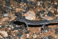 Strophurus ciliaris aberrans