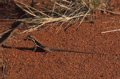 Ctenophorus isolepis