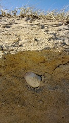 Eucrassatella donacina