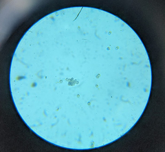 Russula vinaceocuticulata